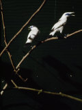 Rare and Almost Extinct Bali Starlings in a Cage