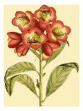 Blushing Rhodos III