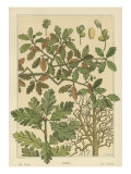 Oak Tree