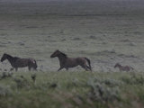 Band of Wild Running Through a Summer Rain Storm