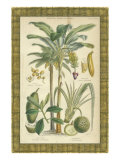 Palms in Bamboo II