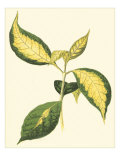 Tropical Variegation VI