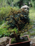 Small Bonsai Tree in a Pot Sits on a Table in a Garden