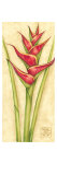 Red Heliconia