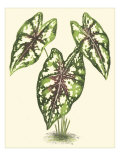Tropical Variegation I