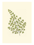 Woodland Ferns II