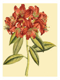 Blushing Rhodos II