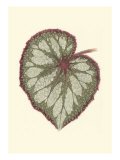 Tropical Leaf Collection VIII