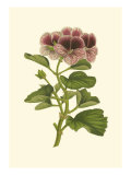 Pink Geranium II