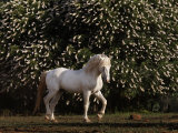 Mustang Stallion in the Wild Horse Sanctuary