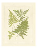 Ferns with Platemark VI