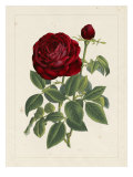 Van Houtteano Rose II