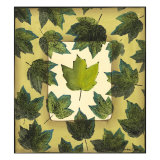 Spring Leaf Study IV