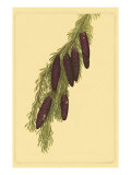 Pine Cone Pl 267