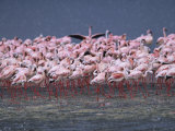 Lesser Flamingos in a Shallow Alkaline Lake Walk Away from Predators