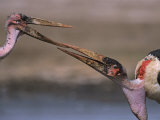 Pair of Marabou Storks Fighting for Scraps of a Flamingo Carcass