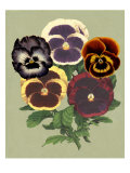 Tricolor Pansies II