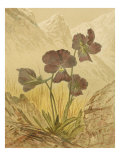 Alpine Florals I