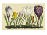 Crocus I