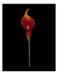 Captivating Calla II