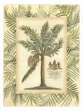 Palm in Bamboo I