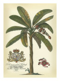 Palm and Crest II