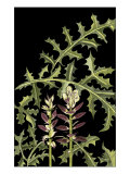 Acanthus in Bud