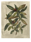 Printed Deshayes Trees III