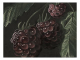 Midnight Raspberries