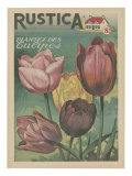 Plantez des Tulipes