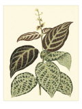 Tropical Variegation II