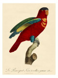 Barraband Parrot No 95