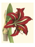 Amaryllis I