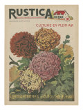Plantez des Chrysanthemes