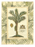 Palm in Bamboo IV