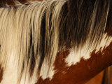 Rescued Wild Horse from the Sheldon Wildlife Refuge