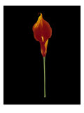 Captivating Calla I