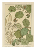 Hazel Tree