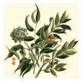 Laurel Branch