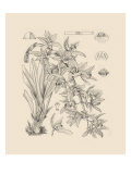 Orchid on Khaki VII