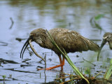 Plumbeous Ibises with Prey