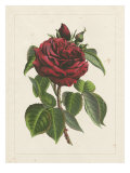 Van Houtteano Rose I