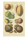 Fruits and Nuts I