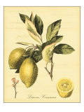 Petite Tuscan Fruits II