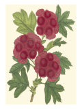 Bountiful Garden II