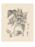 Orchid on Khaki IV