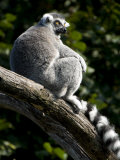 Endangered Ring-Tailed Lemur Sunning Itself on a Large Tree Branch