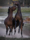 Stallions Bite and Battle at the Wild Horse Sanctuary