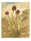 Alpine Florals IV