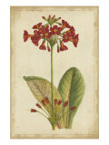 Curtis Blooms in Red I